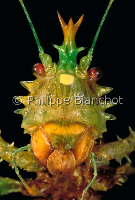 Panacanthus cuspidatus.JPG - in "Portraits d'insectes" ed. SeuilPanacanthus cuspidatusSauterelleDiable epineuxSpiny devil katydidOrthopteraTettigoniidaeEquateur